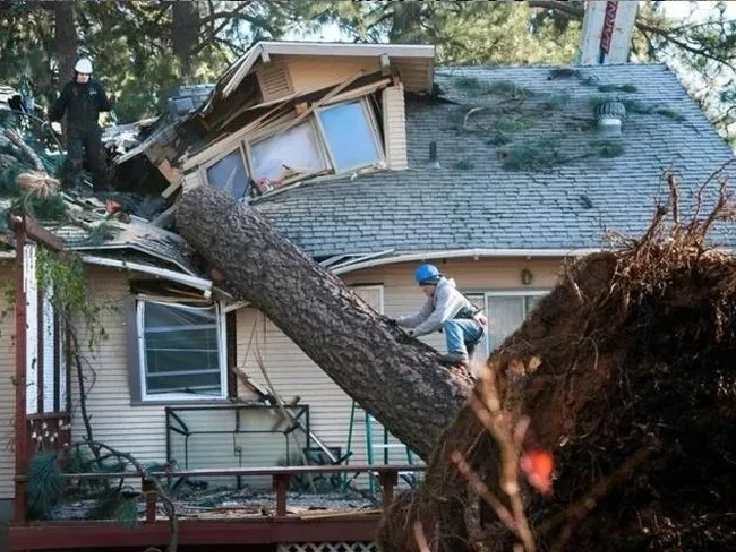 Emergency Tree Removal2